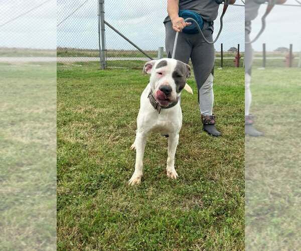 Medium Photo #3 Mutt Puppy For Sale in Abbeville, LA, USA