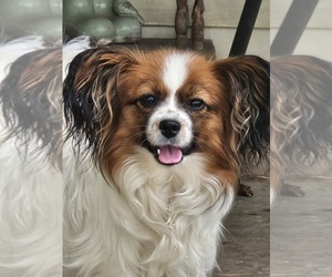 Mother of the Papillon puppies born on 06/05/2025