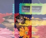 Small #14 Yorkshire Terrier