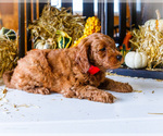 Small #5 Goldendoodle-Poodle (Miniature) Mix
