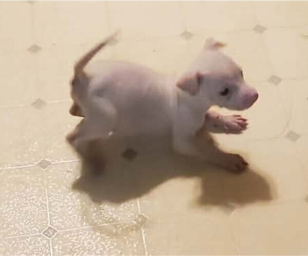 Medium Photo #3 Labrador Retriever-Staffordshire Bull Terrier Mix Puppy For Sale in Lakewood, CO, USA