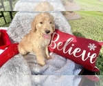 Puppy 1 Doodle-Labradoodle Mix