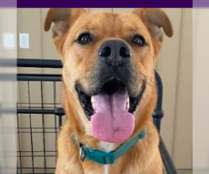 Black Mouth Cur-Boxer Mix Dogs for adoption in Bristol, CT, USA