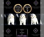 Small #7 Maltipoo