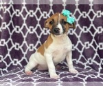 Small Photo #4 Jack-Rat Terrier Puppy For Sale in LAKELAND, FL, USA