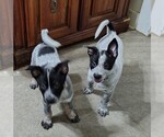 Small #13 Australian Cattle Dog