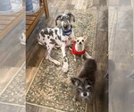 Small #1 Great Dane