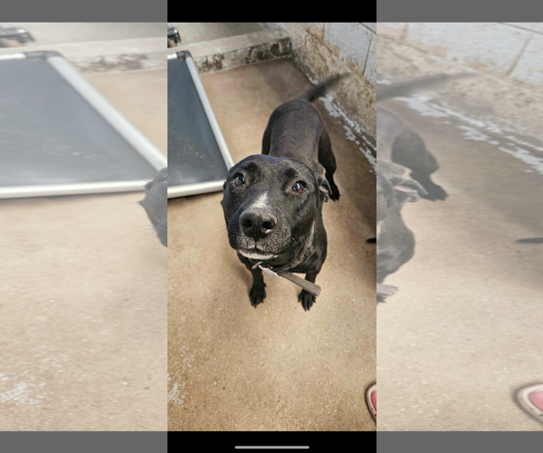 Medium Photo #4 American Pit Bull Terrier-Unknown Mix Puppy For Sale in El Centro, CA, USA
