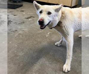 Siberian Husky-Unknown Mix Dogs for adoption in Camarillo, CA, USA