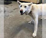 Small Siberian Husky Mix