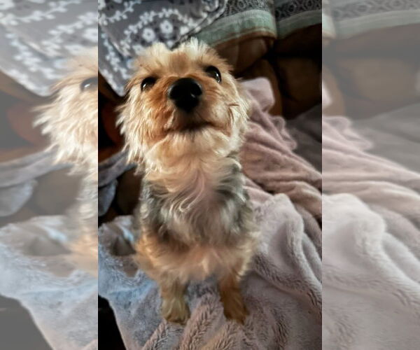 Medium Photo #5 Mutt Puppy For Sale in Westmont, IL, USA