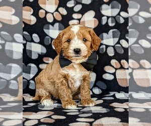 Goldendoodle (Miniature) Puppy for sale in KIRKWOOD, PA, USA