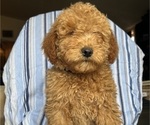 Small Photo #3 Goldendoodle (Miniature) Puppy For Sale in SAN FERNANDO, CA, USA