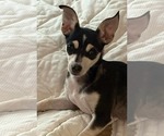 Small Chihuahua Mix