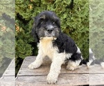 Small #1 Cockapoo