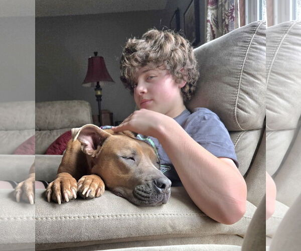 Medium Photo #5 American Pit Bull Terrier-Unknown Mix Puppy For Sale in Lockport, NY, USA