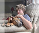 Small #4 American Pit Bull Terrier Mix