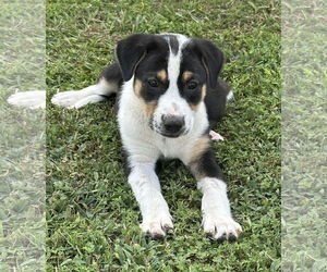 Labrador Retriever-Unknown Mix Dogs for adoption in Garner, NC, USA