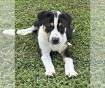 Small Labrador Retriever Mix