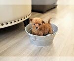 Small Photo #3 Maltipoo-Unknown Mix Puppy For Sale in FULLERTON, CA, USA