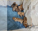 Small Photo #8 Phu Quoc (Vietnam Island) Ridgeback Puppy For Sale in HELOTES, TX, USA
