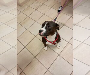 American Pit Bull Terrier-Unknown Mix Dogs for adoption in Virginia Beach, VA, USA