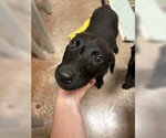 Frankenweenie - Male Mutt Dog for Adoption - Small photo