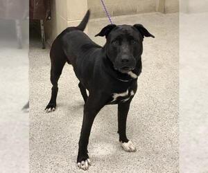 Mastiff-Unknown Mix Dogs for adoption in Conroe, TX, USA