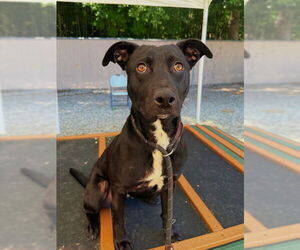 American Pit Bull Terrier-Labrador Retriever Mix Dogs for adoption in Palmetto, FL, USA