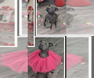 Mutt Dogs for adoption in Rockaway, NJ, USA