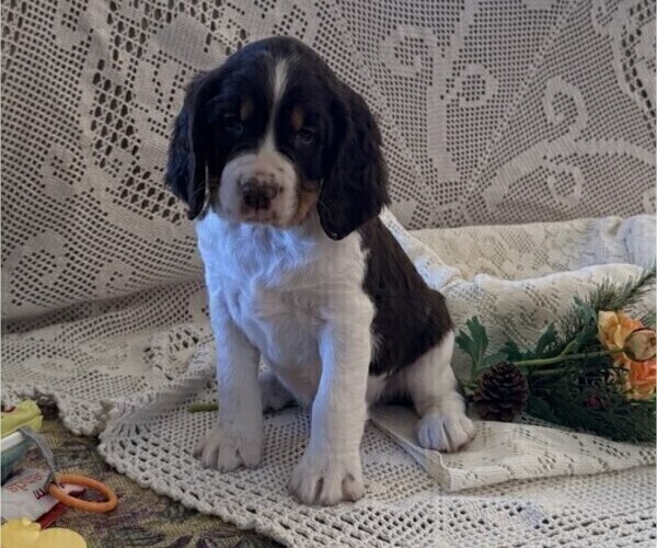 Medium Photo #1 English Springer Spaniel Puppy For Sale in OWEN, WI, USA