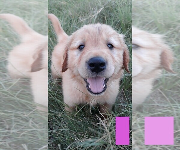 Medium Photo #1 Golden Retriever Puppy For Sale in STOCKDALE, TX, USA