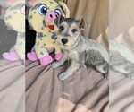 Puppy Puppy 2 Schnauzer (Miniature)