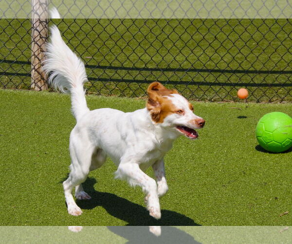 Medium Photo #7 Brittany Puppy For Sale in Curwensville, PA, USA