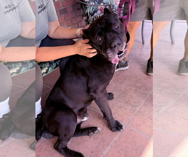 Medium Photo #1 Mutt Puppy For Sale in Goodyear, AZ, USA