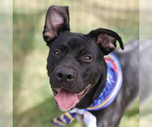 Boxer-Unknown Mix Dogs for adoption in San Antonio, TX, USA