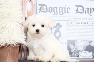 Maltese Puppy for sale in BEL AIR, MD, USA