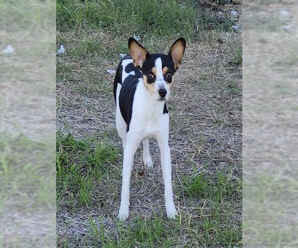 Medium Photo #1 Rat Terrier-Unknown Mix Puppy For Sale in San Antonio, TX, USA