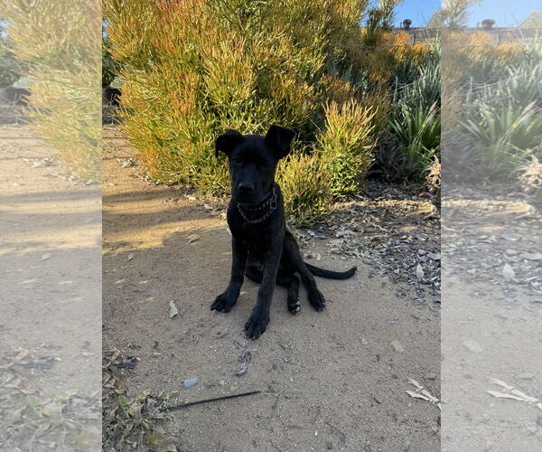 Medium Photo #3 Labrador Retriever-Unknown Mix Puppy For Sale in San Diego, CA, USA