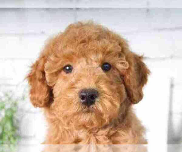 Medium Photo #1 Goldendoodle (Miniature) Puppy For Sale in RED LION, PA, USA