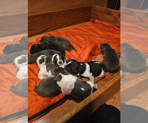 Medium Photo #10 Newfoundland Puppy For Sale in SPRAGUE, WA, USA