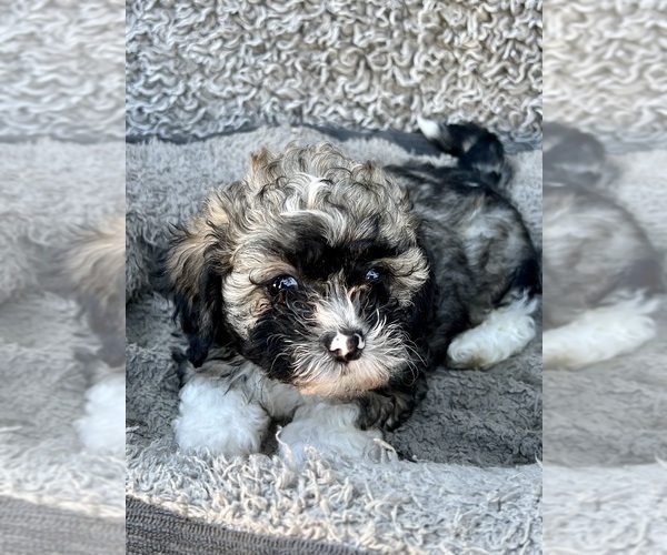 Medium Photo #50 Zuchon Puppy For Sale in RENO, NV, USA