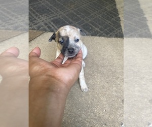 Chihuahua Puppy for sale in BATON ROUGE, LA, USA