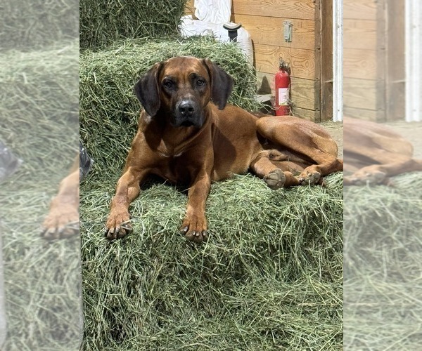 Medium Photo #16 Rhodesian Ridgeback Puppy For Sale in ONEIDA, TN, USA