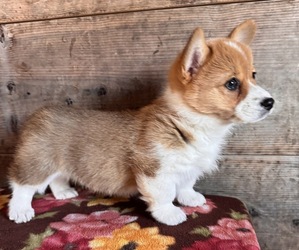 Pembroke Welsh Corgi Puppy for sale in VERMONTVILLE, MI, USA