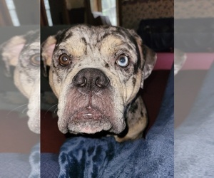 Father of the Olde English Bulldogge puppies born on 08/17/2025