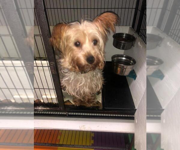 Medium Photo #1 Yorkshire Terrier Puppy For Sale in SAINT CLOUD, FL, USA