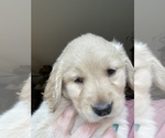 Small #1 Golden Retriever