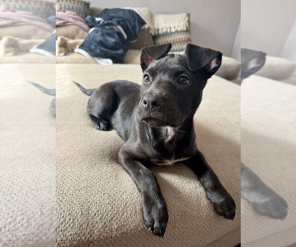 Medium Photo #11 American Staffordshire Terrier-Staffordshire Bull Terrier Mix Puppy For Sale in Brewster, NY, USA