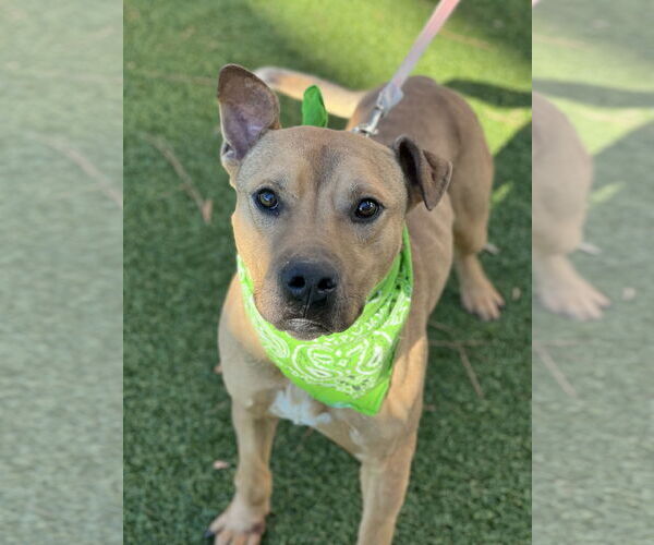 Medium Photo #2 Labrador Retriever-Unknown Mix Puppy For Sale in Doylestown, PA, USA